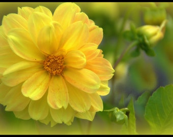 Dahlia variabilis - Dwarf Double Opera Yellow seed