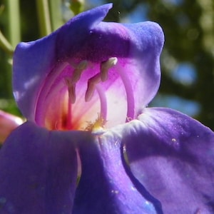 Penstemon Spectabilis - Royal Beard Tongue seed