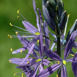 Camassia Leichtinii - Blue Danube seed
