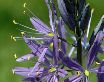 Camassia Leichtinii - Blue Danube seed