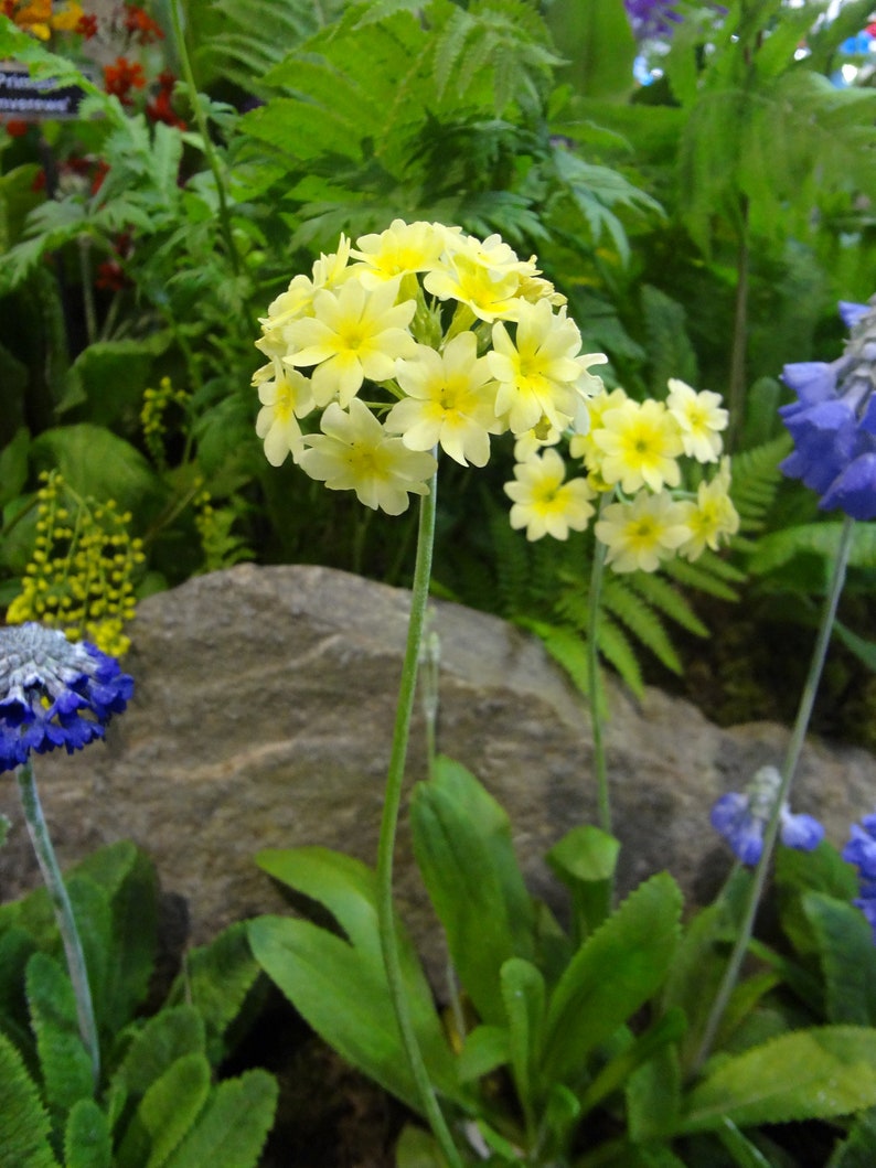 Primula Luteola seed image 2