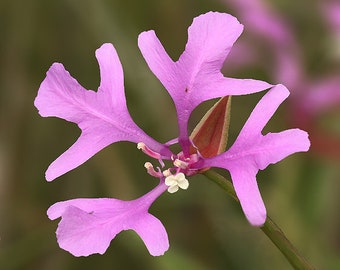 Clarkia Pulchella - Deerhorn Clarkia seed