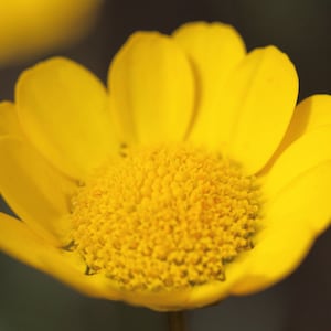 Chrysanthemum Multicaule - Yellow Daisy seed
