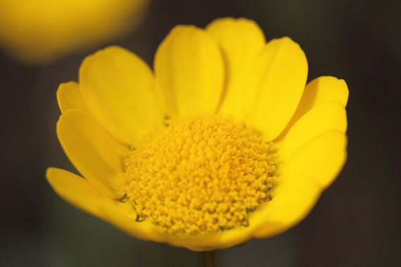 Garland Daisy seed      only 75 cents Shipping on single or multiple items!! Chrysanthemum Coronarium