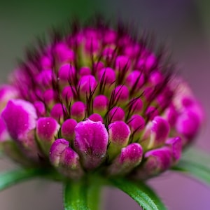 Scabiosa Atropurpurea - Fire King seed