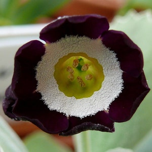 Primula Auricula Mixed Colors seed image 1