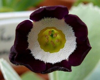Primula Auricula - Mixed Colors seed