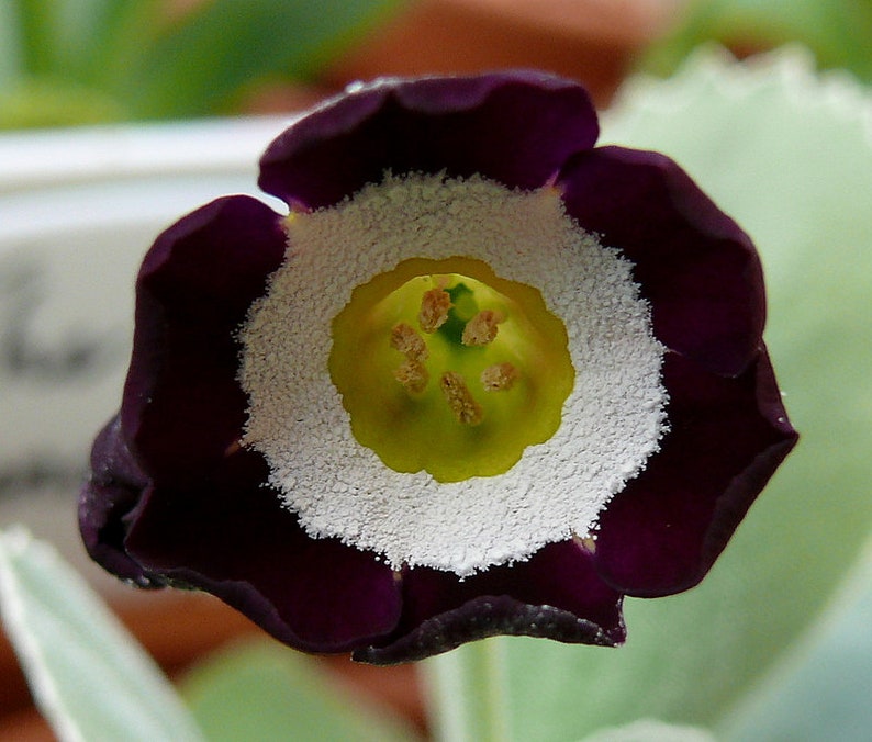 Primula Auricula Mixed Colors seed image 1