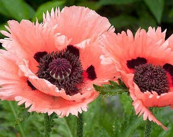 Poppy - Papaver Orientale-Hybr. - Prinzessin Victoria Louise seed