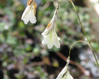 Dierama Argyreum seed