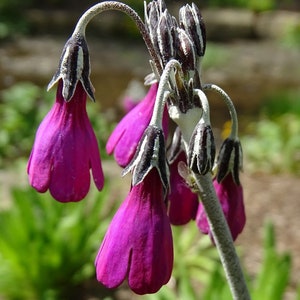 Primula Secundiflora seed