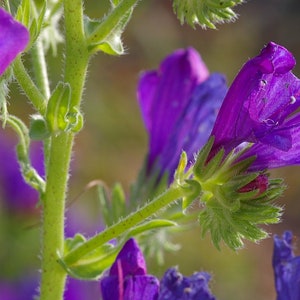 Echium Plantagineum Purple Viper's-Bugloss seed image 3