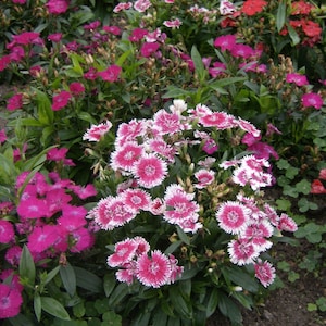 Dianthus Barbatus Nanus – Dwarf Sweet William seed