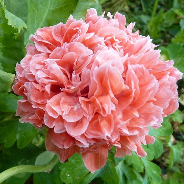 Frosted Salmon Poppy Etsy