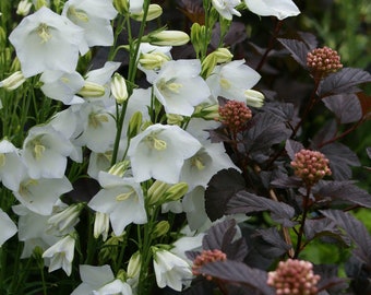 Campanula Persicifolia White - Semilla de Bellflower con hojas de melocotón