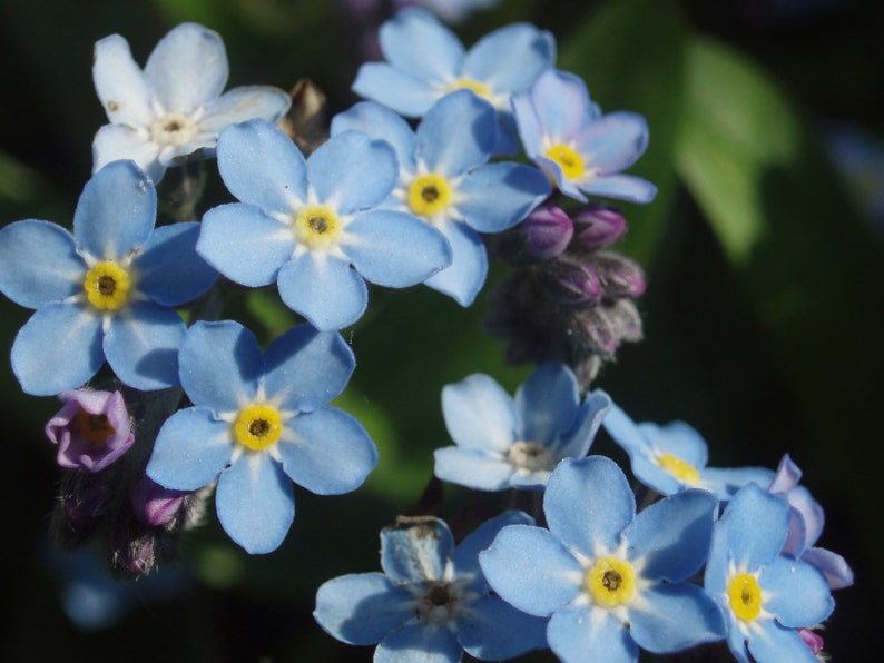 Myosotis Sylvatica Blue Forget me Not seed image 3