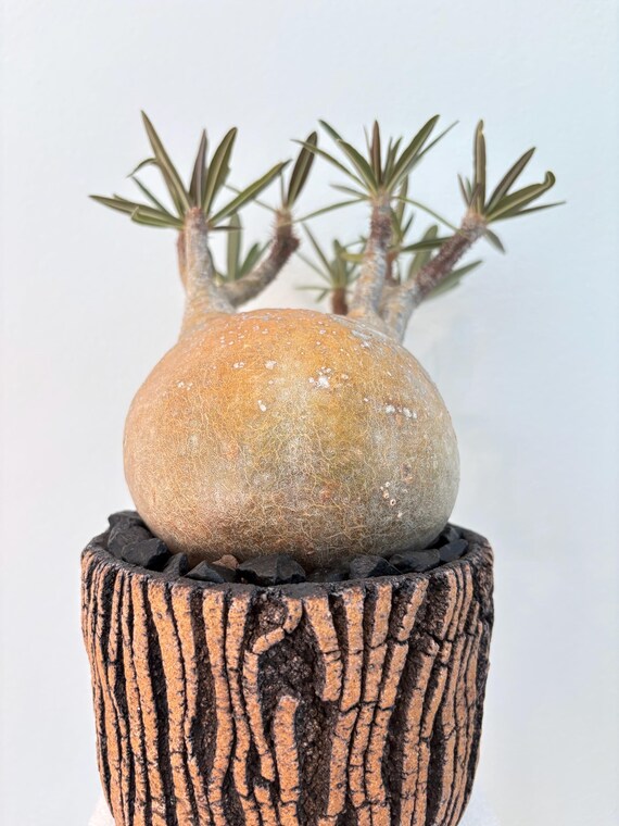 VCD Pachypodium rosulatum var. gracilius