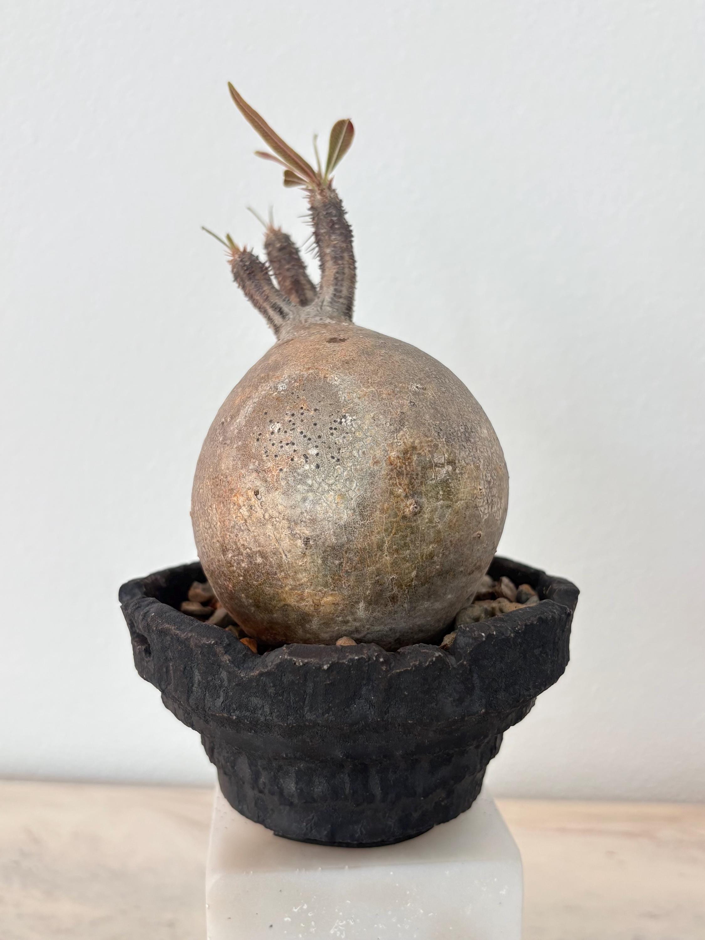 Pachypodium Gracilius - Etsy