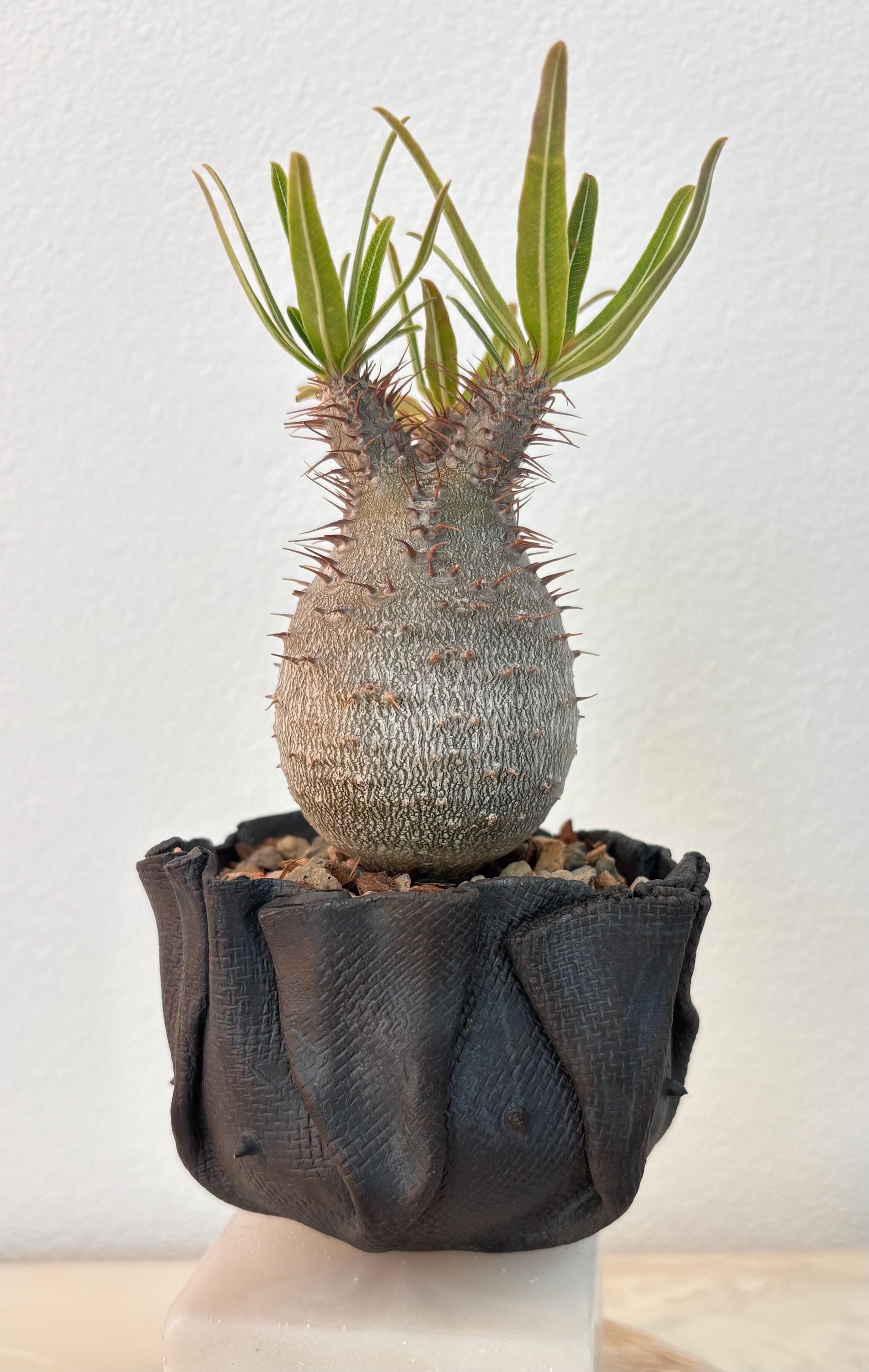 Pachypodium Gracilius - Etsy