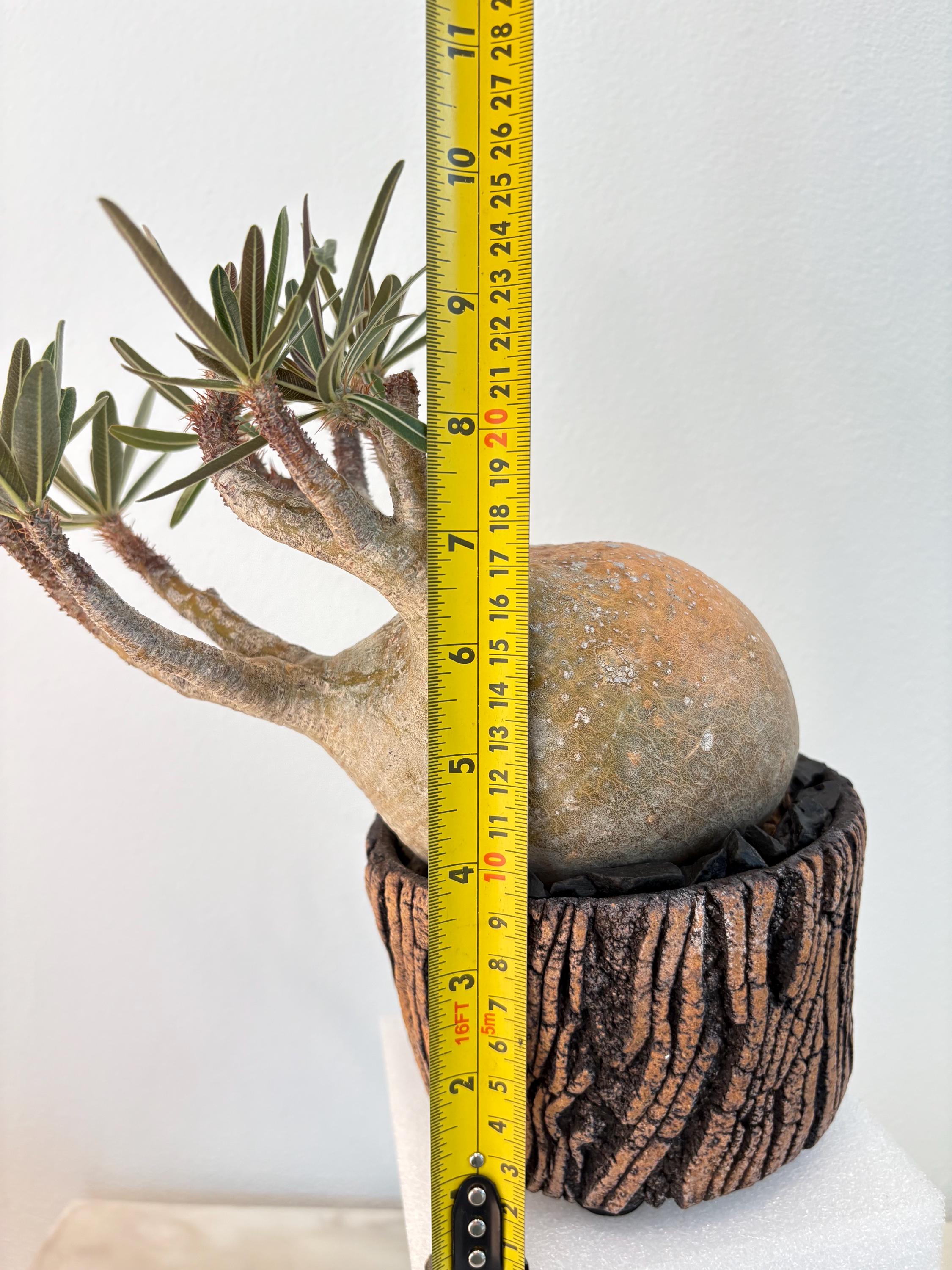 Pachypodium Rosulatum Var. Gracilius 4.3