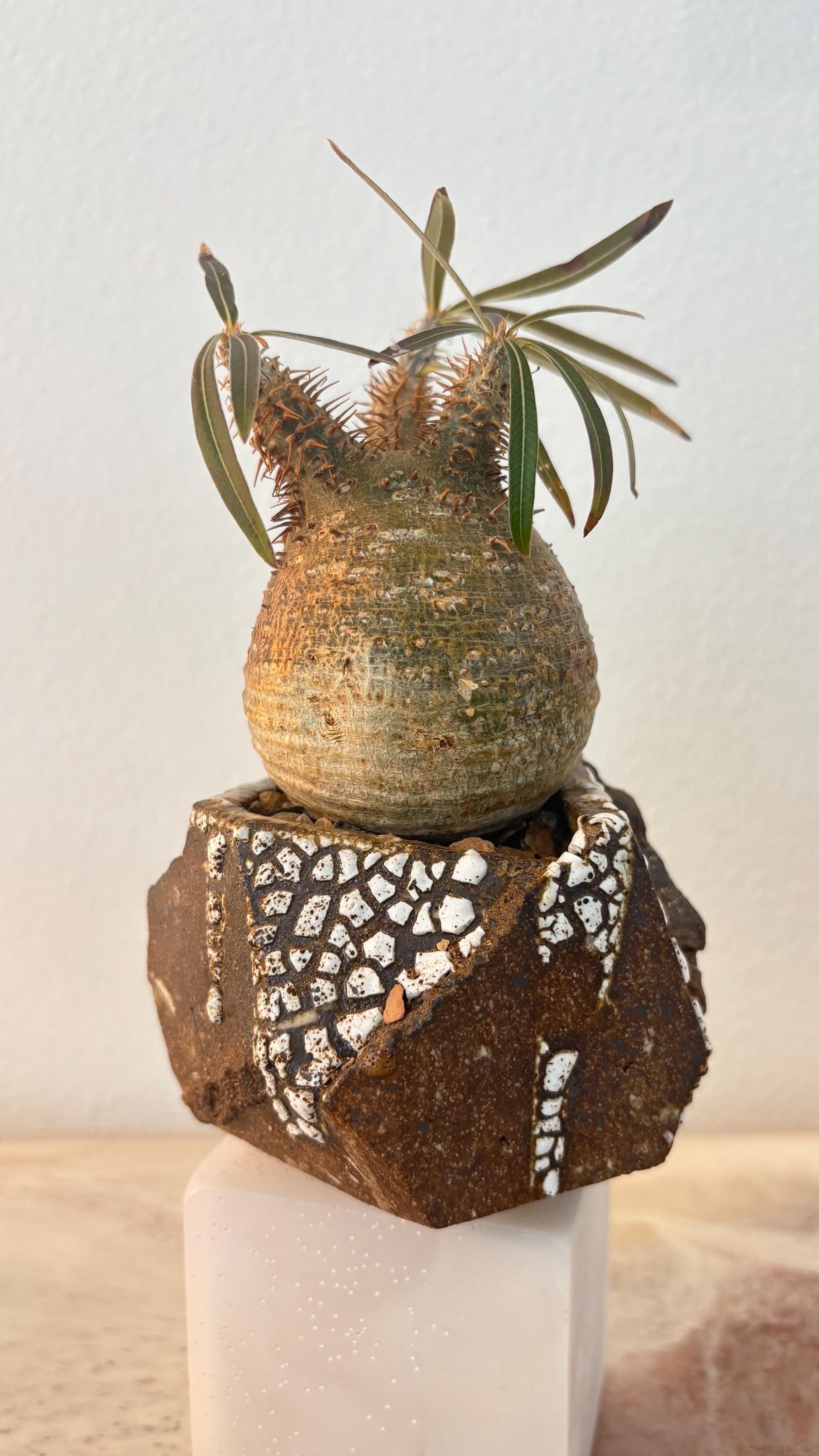 Pachypodium Gracilius - Etsy