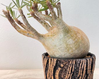 Pachypodium Rosulatum Var. Gracilius 4.2
