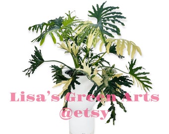 BIG part of my mother plant - Extremely rare Variegated Thaumatophyllum bipinnatifidum (Philodendron Selloum) US Seller