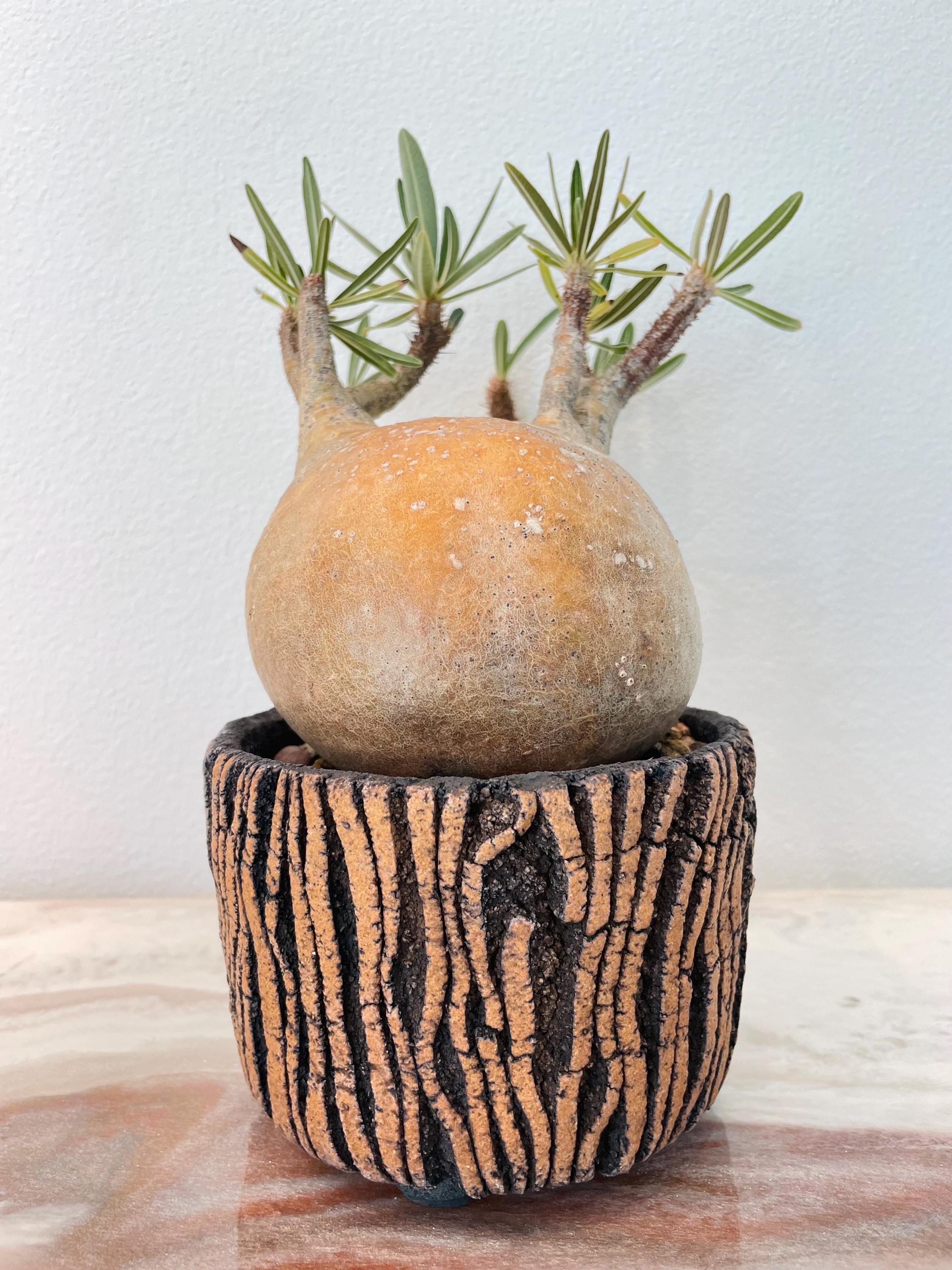 稲穂園芸店】No.18 Pachypodium Gracilius パキポディウム グラキリス