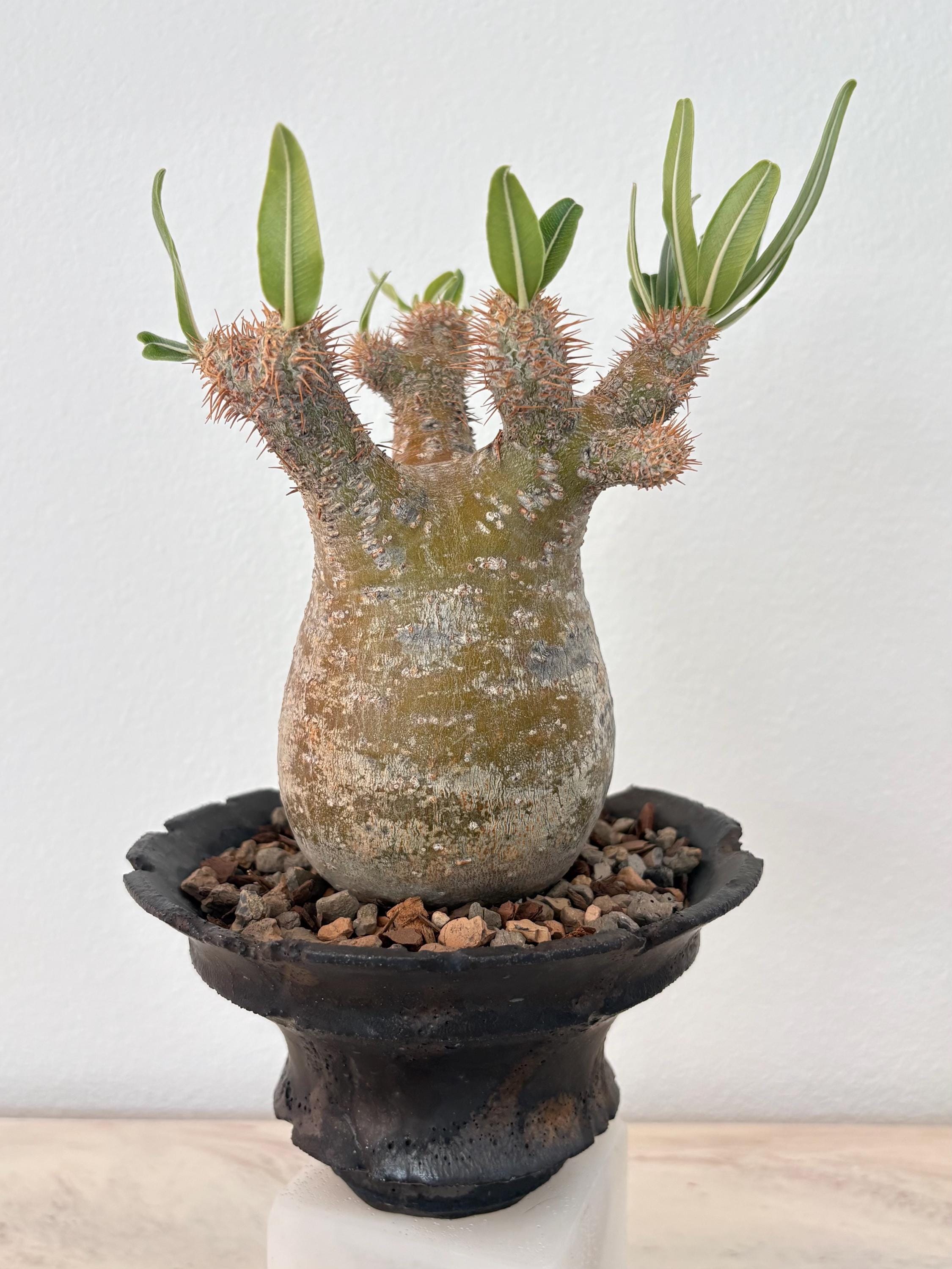 Pachypodium Gracilius - Etsy