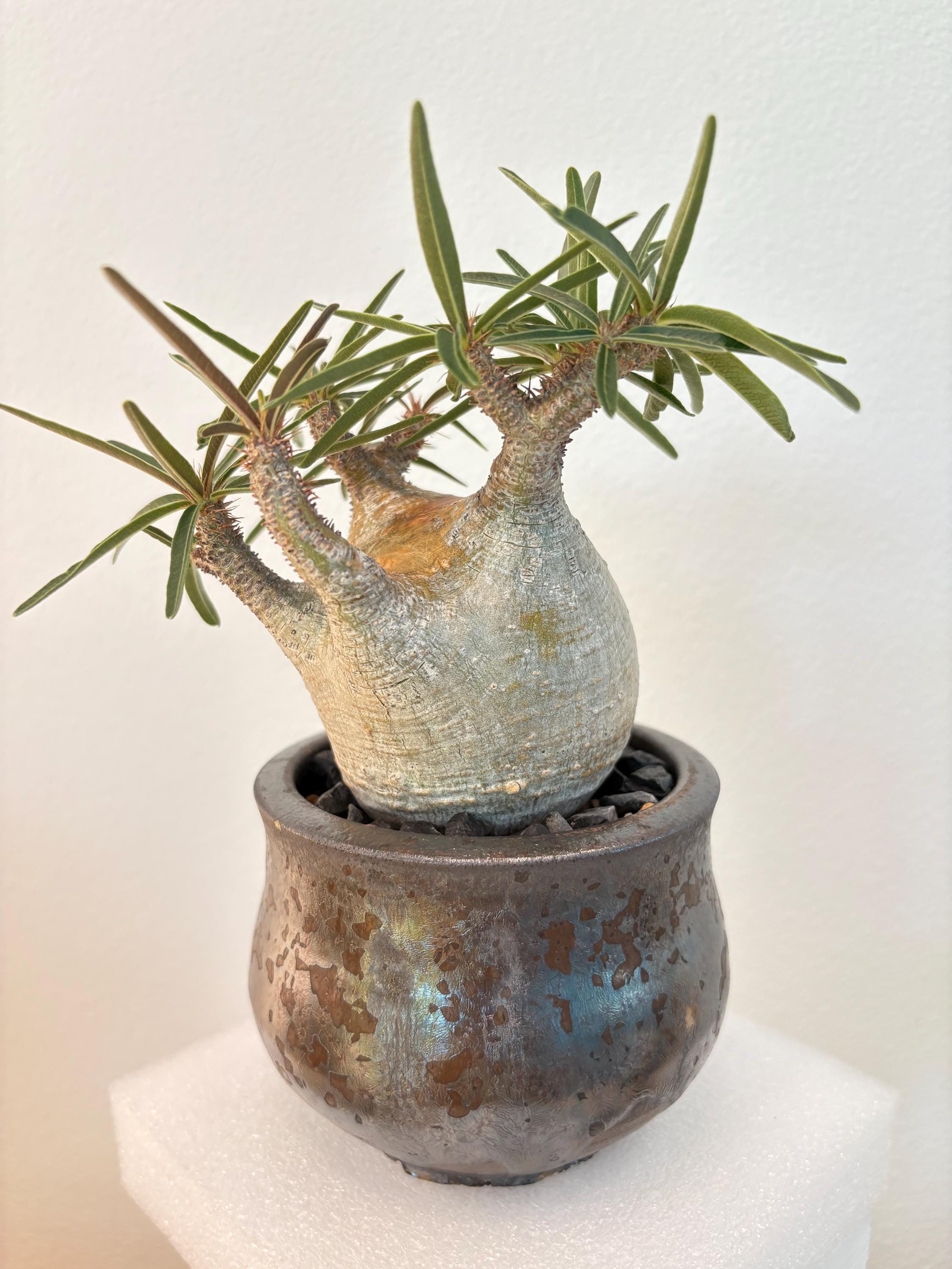 【新品未開封】VCD Pachypodium Gracilius メディコム・トイ - MEDICOM TOY | VCD Pachypodium Gracilius