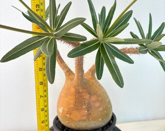 Pachypodium Rosulatum Var. Gracilius 4.92