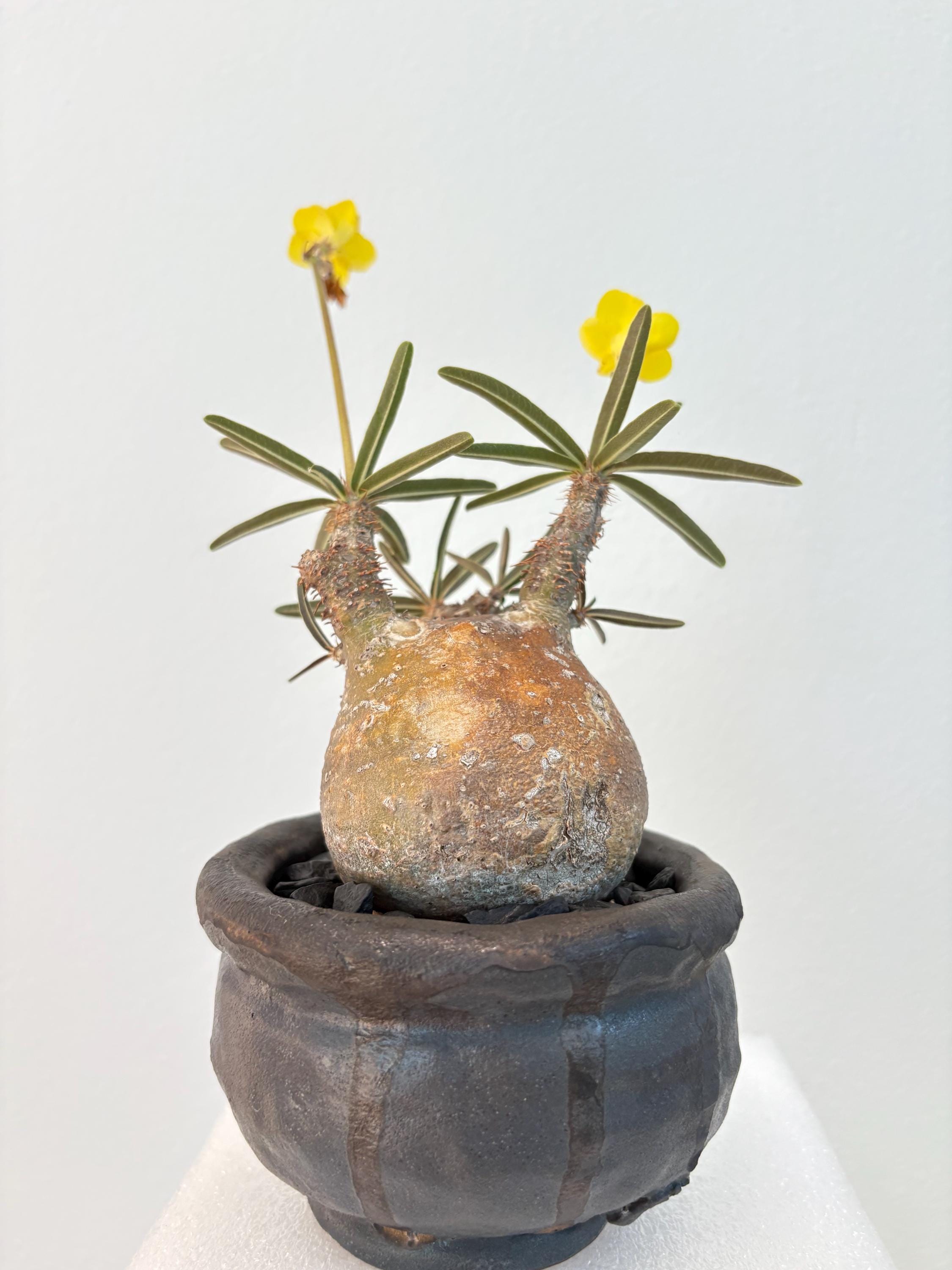 その他 MEDICOM TOY - Pachypodium rosulatum var. gracilius その他 MEDICOM TOY - Pachypodium rosulatum var. gracilius