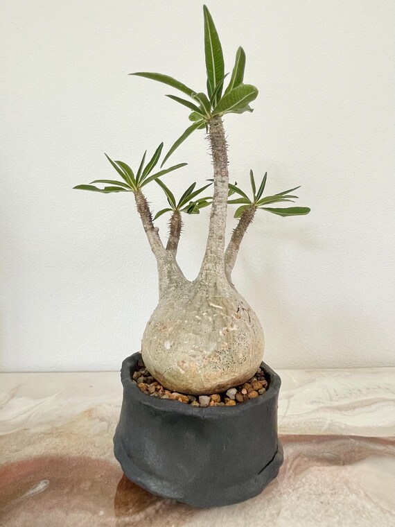 その他 MEDICOM TOY - Pachypodium Gracilius var. AUTUMN LEAVES Pachypodium Gracilius var. AUTUMN LEAVES MEDICOM TOY