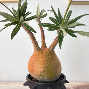 Rare African Caudex Plants 5.05" Orange and Green Skin/ Ship From US - Etsy