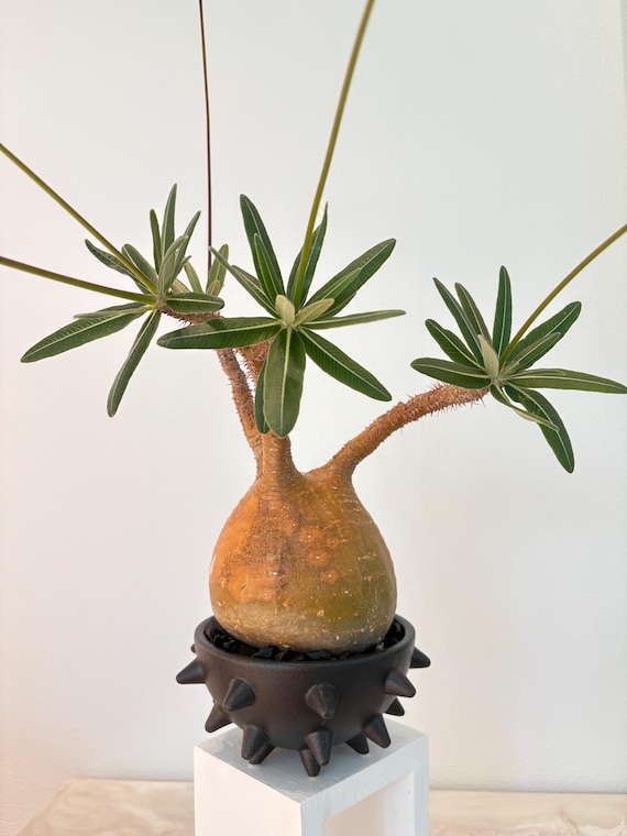 Pachypodium Rosulatum Var. Gracilius 4.92