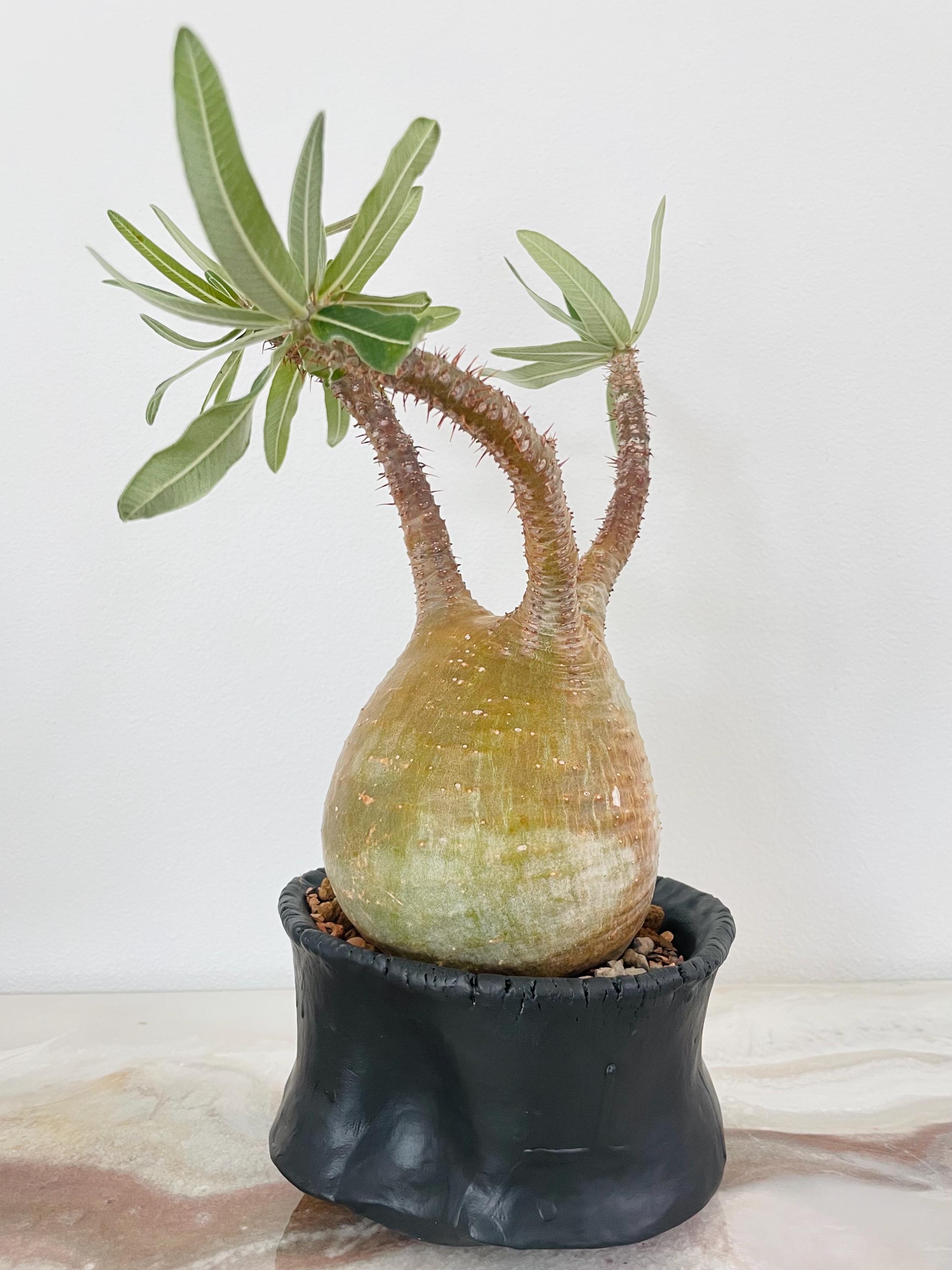 グラキリス2頭超良型超特選