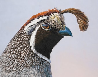 Mr Quail. Giclee print based on my original pastel painting. California bird.