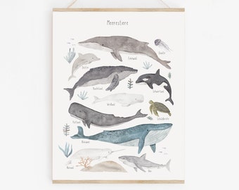 Poster/art print - sea creatures new