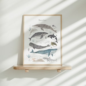 Poster/Kunstdruck - Meerestiere neu