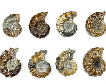 1 Ammonite Conch Fossil, from 10 to 19g, Choose from A through H