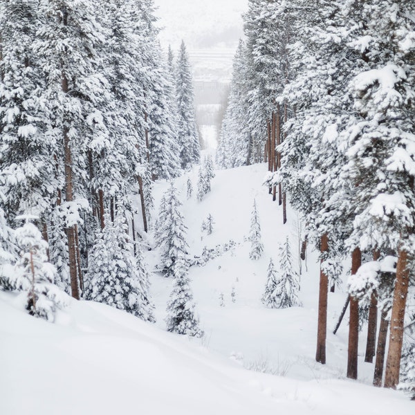 Peaceful Snowy Trails on Vail Ski Resort