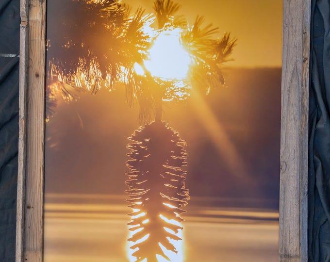 Sugar Pine Sunset