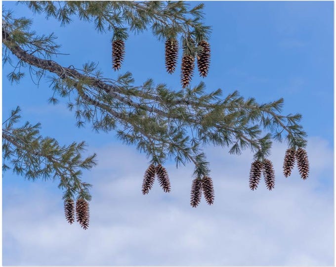Dance Of The Sugar Pine Cones