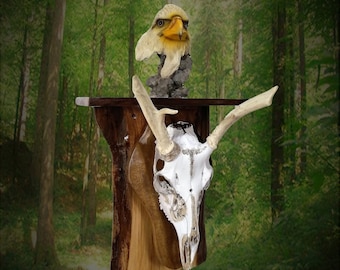 Cool Rustic Skull Mount on Live Edge Walnut Wall Shelf Unique Birthday Man Cave Décor Gift