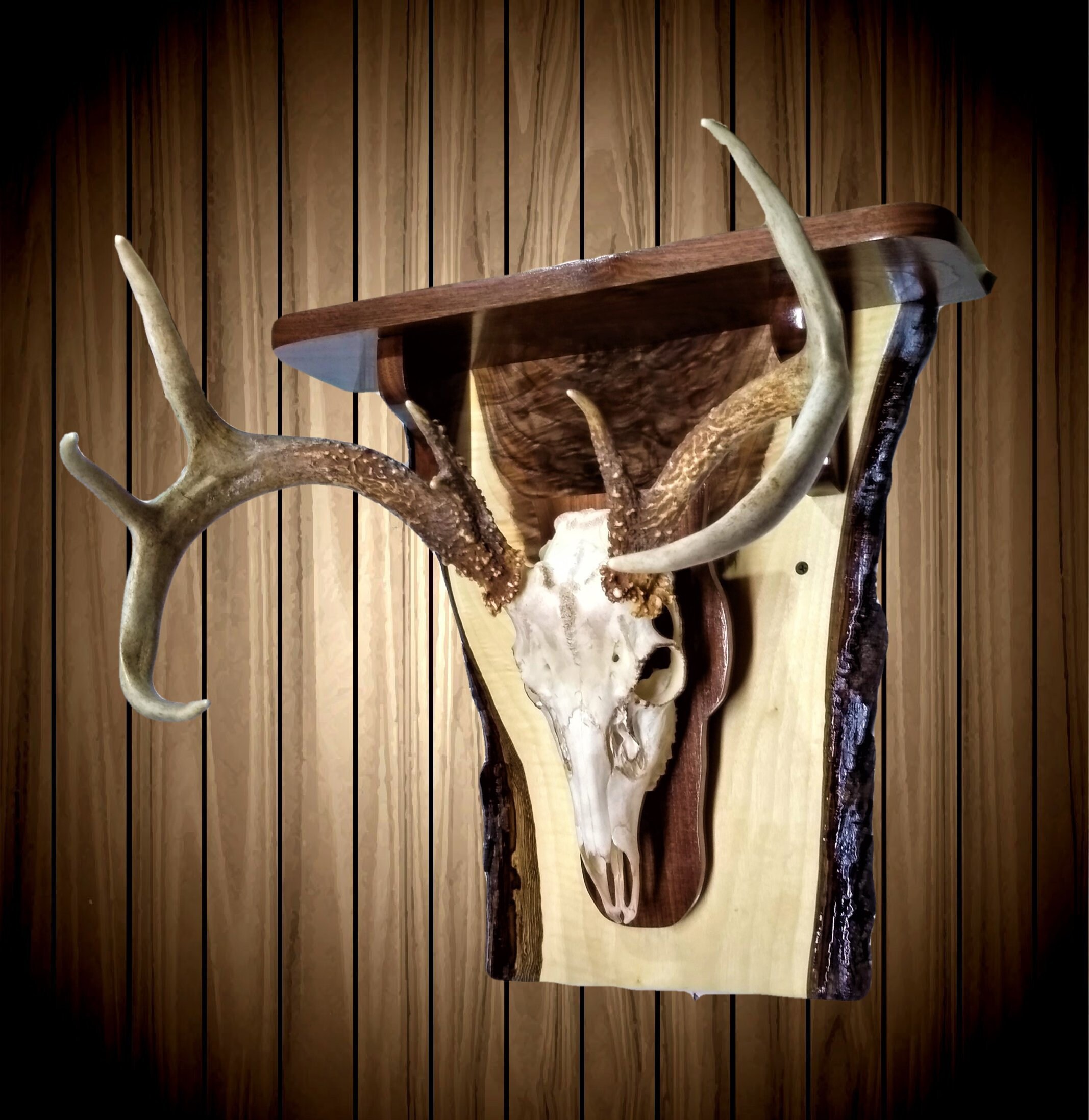 Whitetail Deer Skull Wall Mount European Style Rustic Walnut Wall Shelf Home Cabin Handcrafted Gift