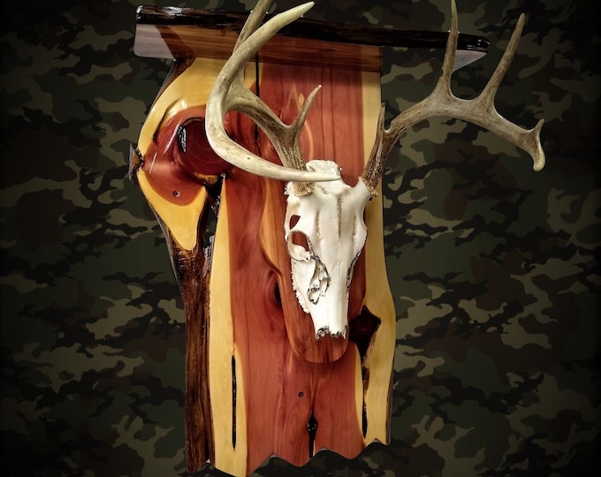Unique European Deer Skull Mount on Rustic Knotty Cedar Shelf Man Cave Cabin Home Decor Gift