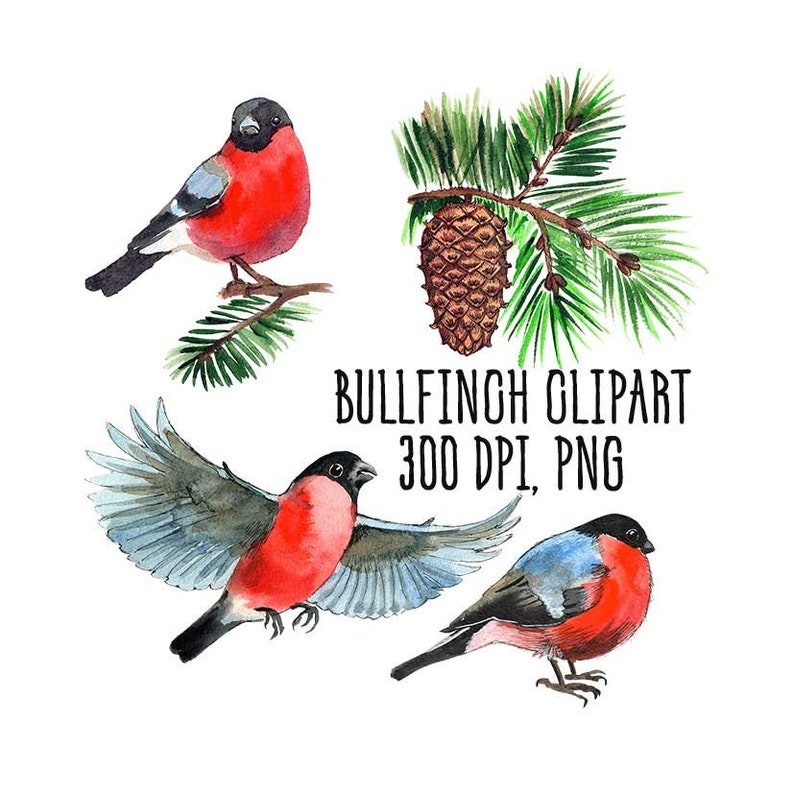 Watercolor bullfinch Christmas bird clipart Merry Christmas Christmas clipart for download Woodland Animals Scrapbooking