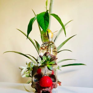Peut inclure: Une plante d'avocat verte avec des racines poussant dans un bocal en verre, placée dans un pot en forme de crâne avec un nez de clown rouge. Le pot est décoré de peinture rouge et blanche.
