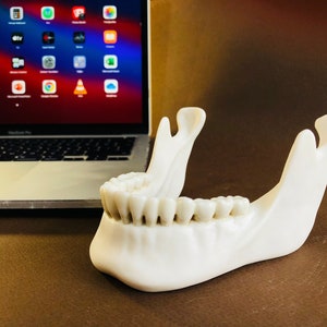 May include: A white plastic model of a human jaw with teeth. The jaw is open and the teeth are visible. The model is sitting on a brown surface.