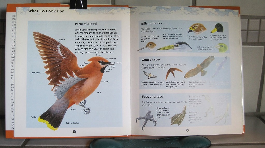 Vintage Bird Books Fun Bird Books Etsy